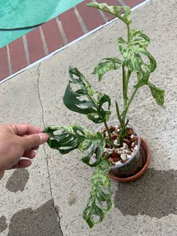 Monstera Adansonii Mottled