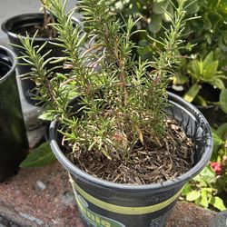 Rose Mary plant 🪴  Romero plant 🪴