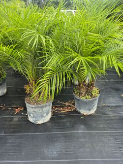 ROBOLLINI PALM 7GALLONS