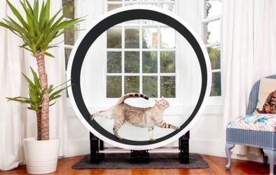 Cat Wheel