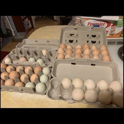 Farm Fresh Chicken