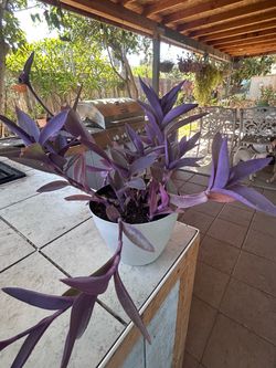 Planta