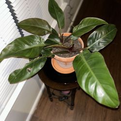 Price Of Orange Philodendron 