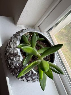 Succulents with Pot