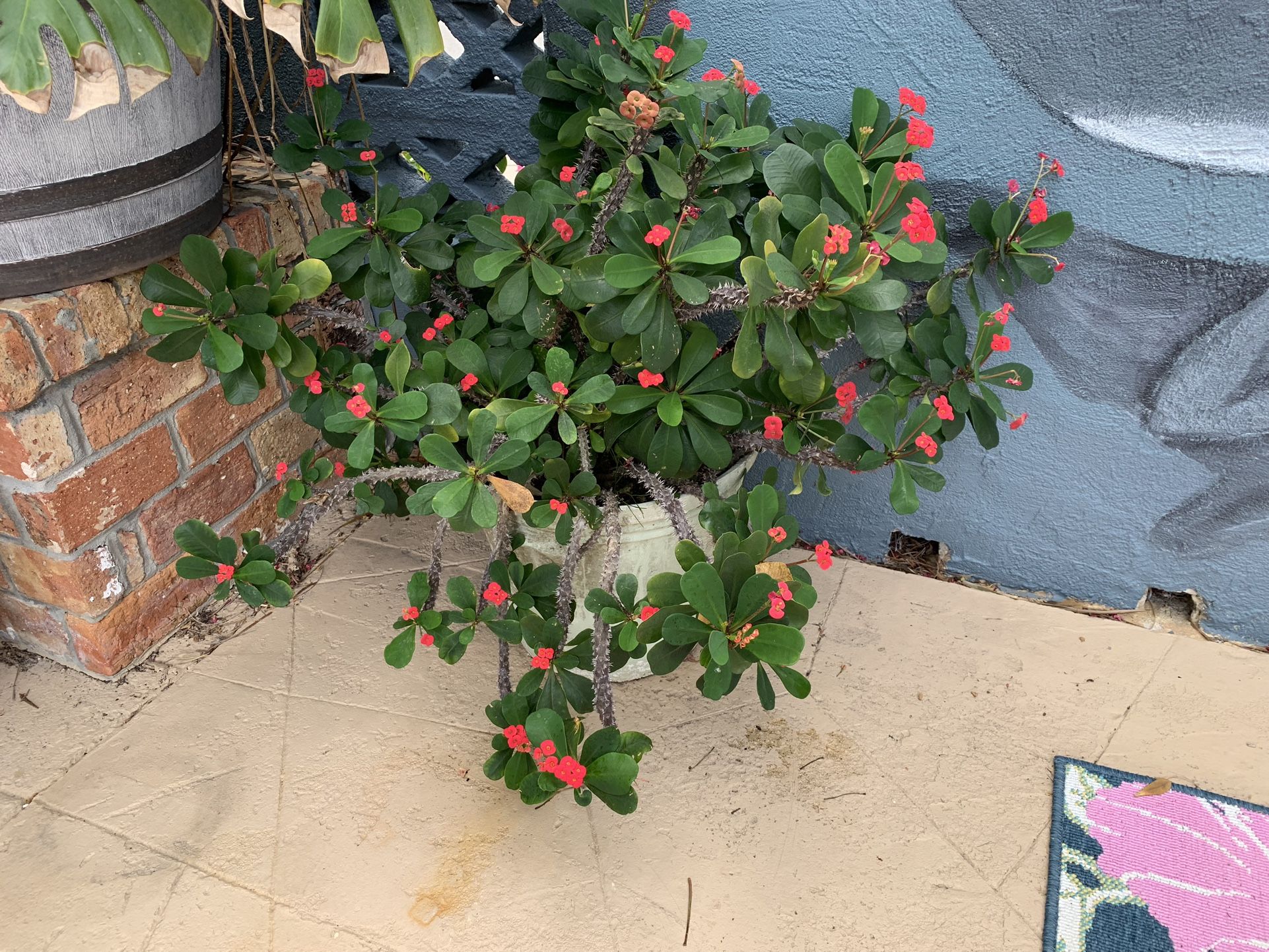 Crown Of Thorns Plant