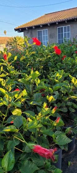 Hibiscus/ovaliscos