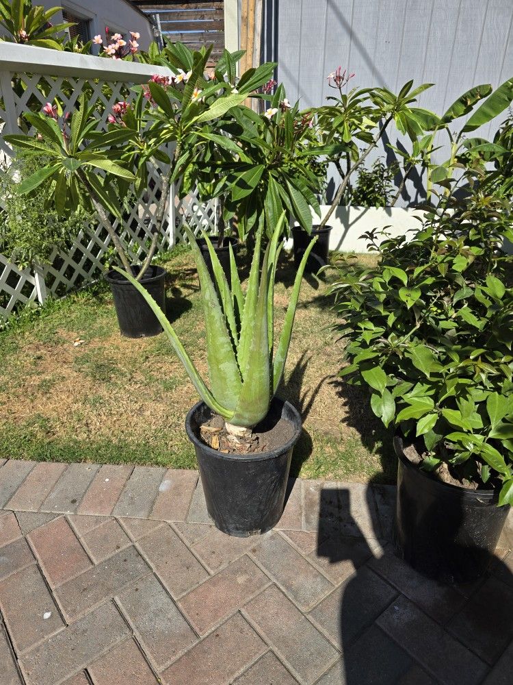 Aloe plant / Sábila