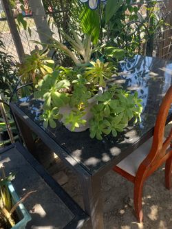 Tengo Estas Plantas 