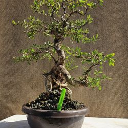 Old Desmodium Blue Bell ( Vietnamese Blue Bell 86 ) Bonsai Tree