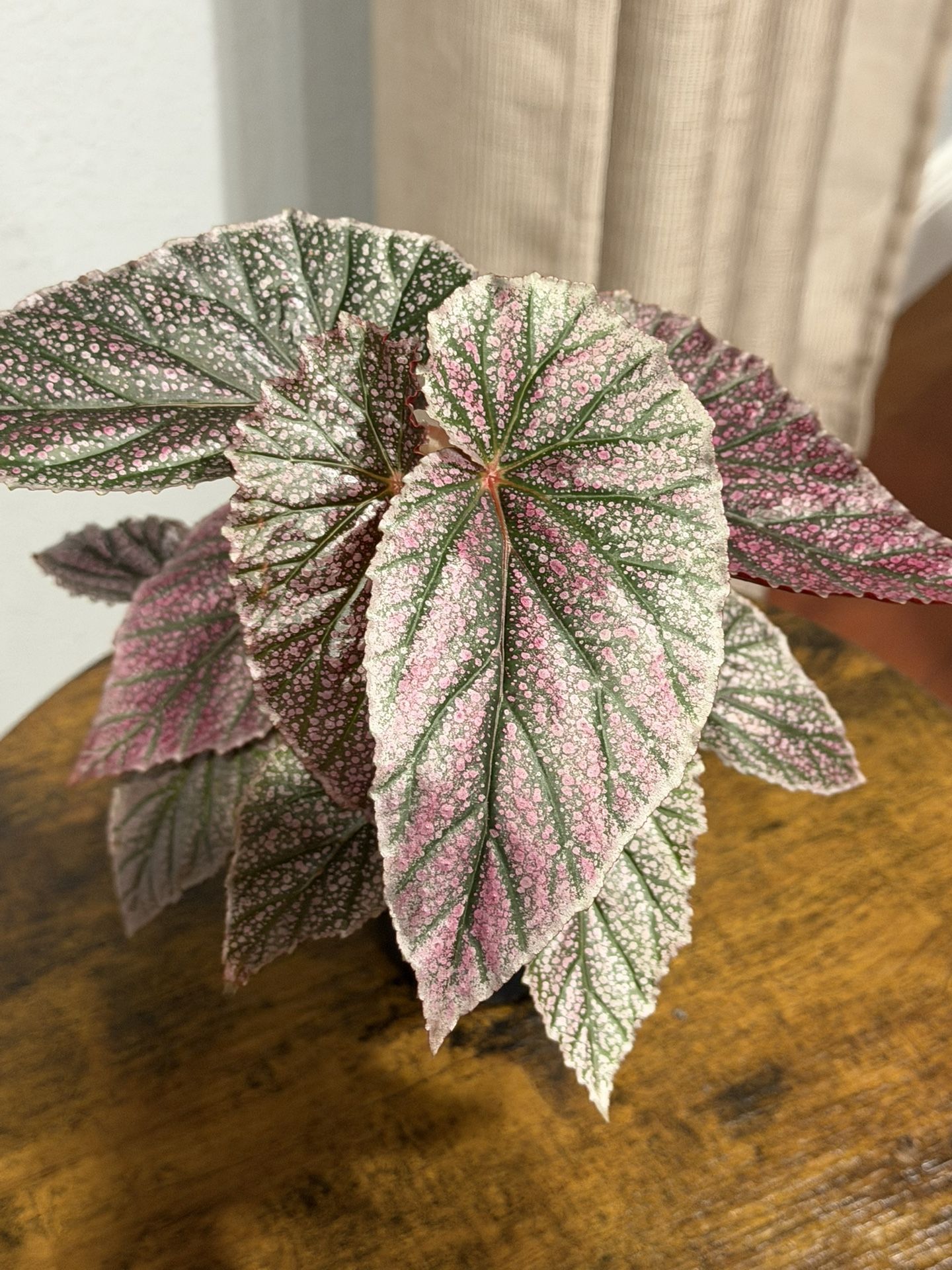 MISS MUMMY Begonia 