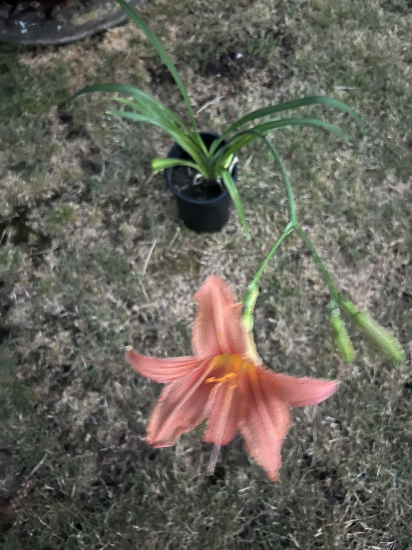 plants