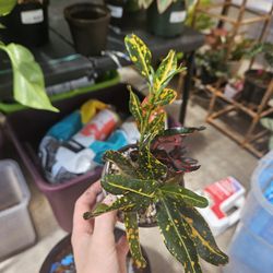 'Bush On Fire' Croton Plant
