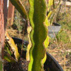 Dragon fruit cuttings 