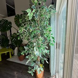 7ft Artificial Plant- Variegated Ficus Tree