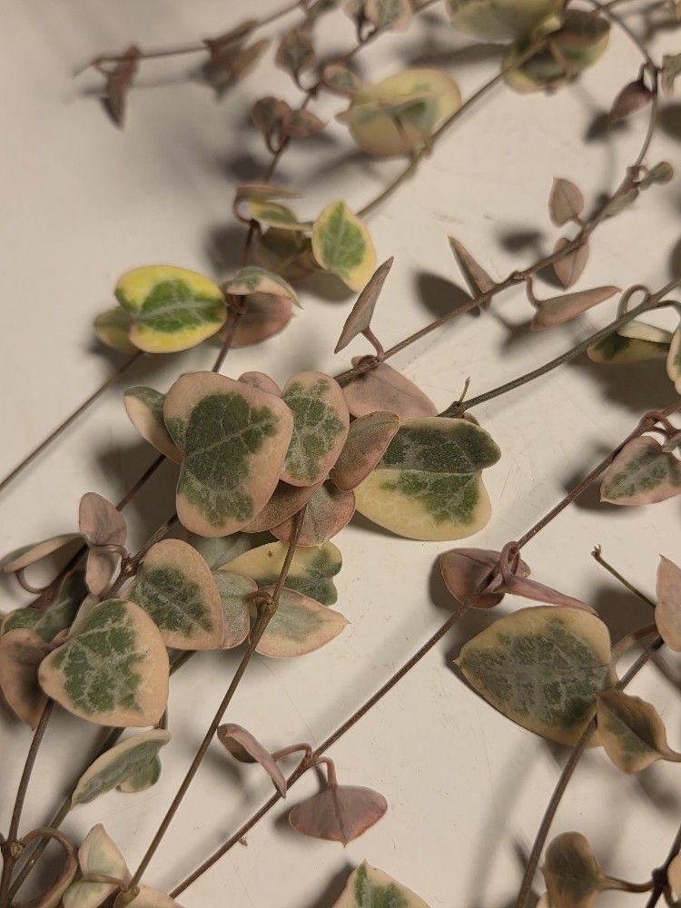 Trailing Succulent Vine Plants