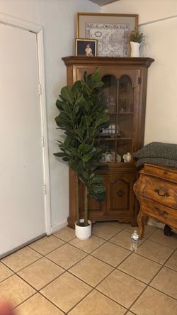 Fig Tree