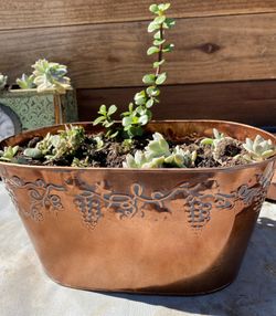 Suculent  In Metal Vase
