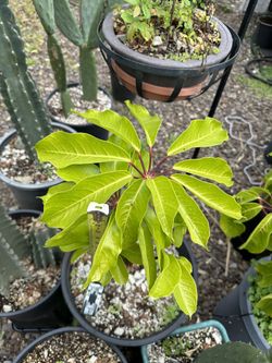 Umbrella tree… Octopus Tree… Schefflera Actinophylla
