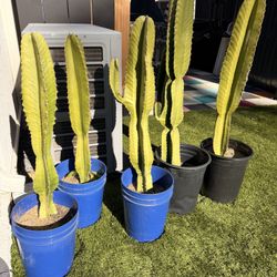 Euphorbia Cactus Succulents 35in - 45in - $25 Each
