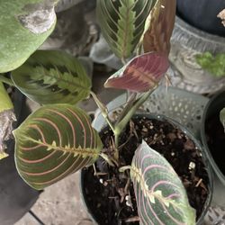 Players Plant Planta De La Orasion