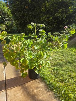 Malva/ jeranio Plant