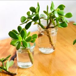 FREE Jade Plant Cuttings!! 🌱