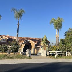 Palms and trees