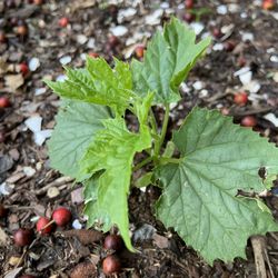 Bitter Melon Seedlings 