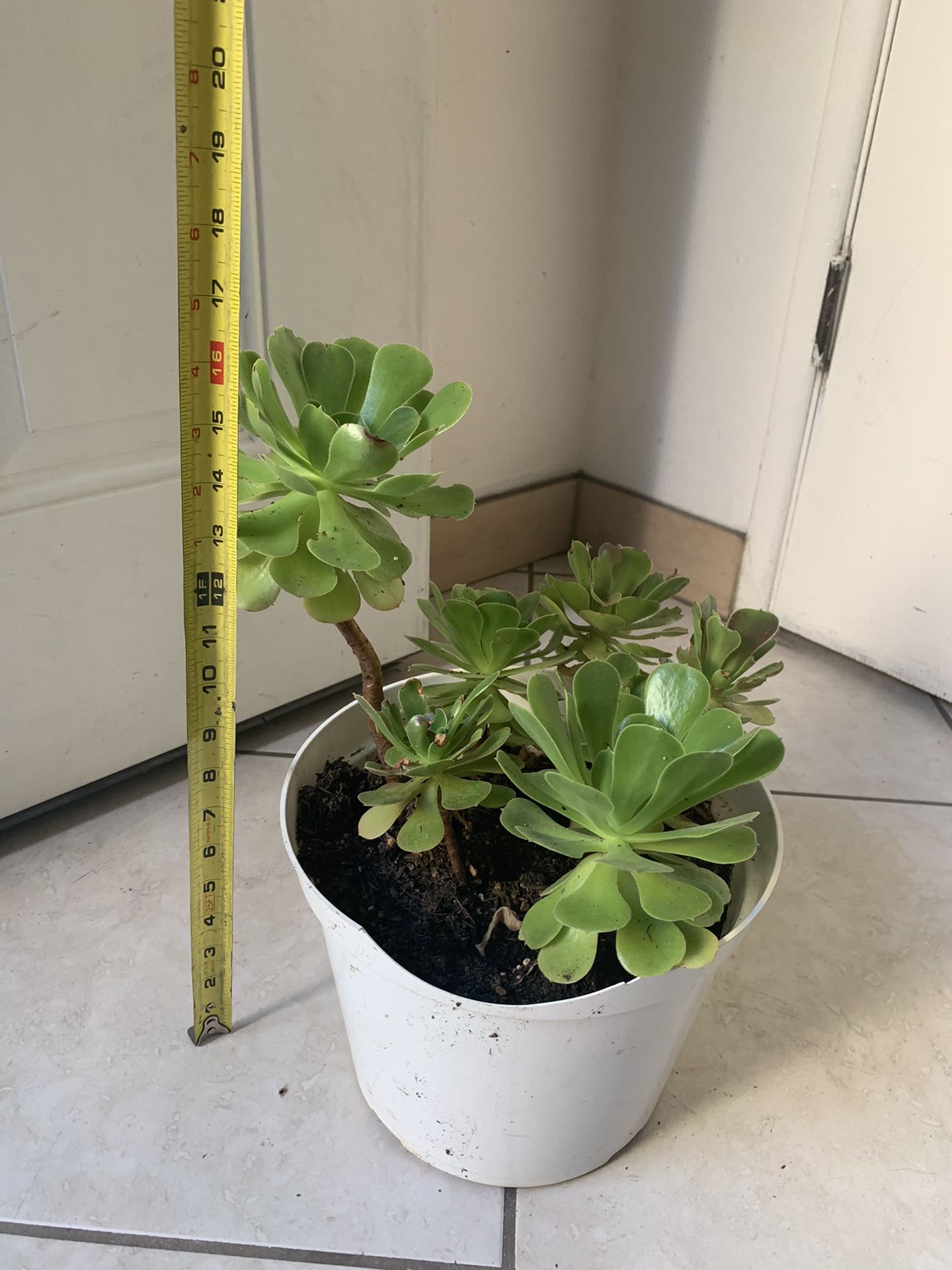 Aeonium plant succulent