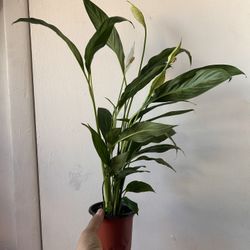 Peace Lily Read Description⤵️ I’m Not Replying Back To Hi Is This Still Available 🙄