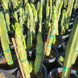Cactus Plant Varieties 