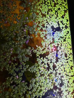 Duckweed