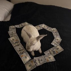🐰 
