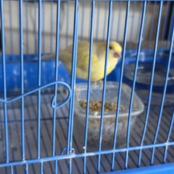 Canary With Cage