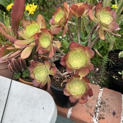 Una Succulents 