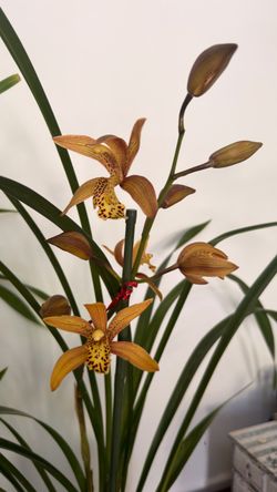 Fragrance Orchids Flowers Halloween Thanksgiving Color