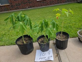 Papaya plants