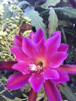 Light purple pink epiphyllum orchid cactus unrooted cuttings (6-7 inches long). Previously bloomed with huge amazing flowers.