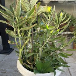 Mother Of Thousands Succulents