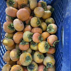 Persimmon