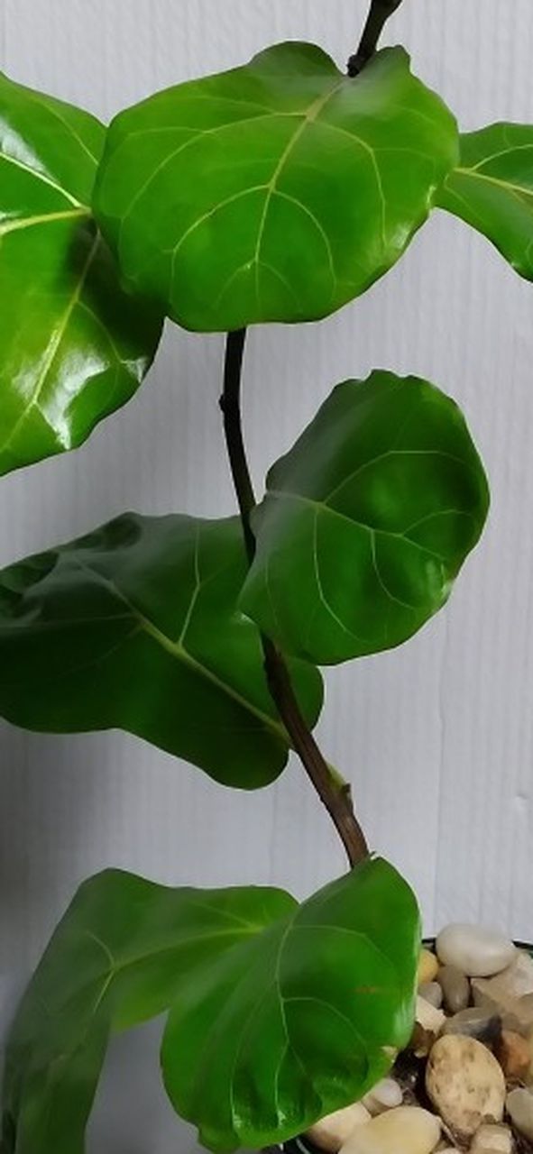 Real Fiddle Leaf Plant Includes Ceramic Pot Perfect For Home