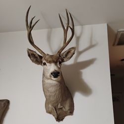 Mule Taxidermy 