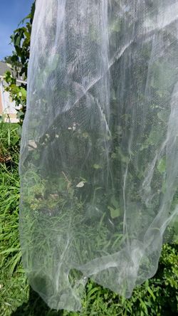 Garden net in to protect your plants from bugs