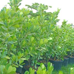 Clusia Privacy Hedge Plants 25gl $95 6ft 🌿🌿🌿🌿🌿