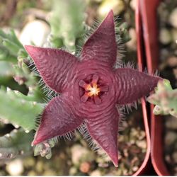 4” Stapelia Paniculata