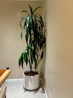 Assortment of house plants