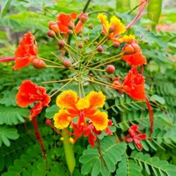 Planta Flor De Barbados 