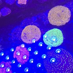 Ornamental Corals For Sale In Lake Worth Beach F.L. 