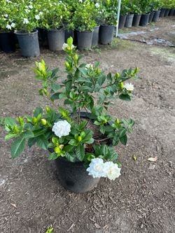 Gardenia shrub
