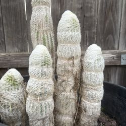 Large Old Man Cactus 🌵 Well Rooted In 15 Gallon Pot, Large White Fuzzy Cactus Old Man Large Desert Plant